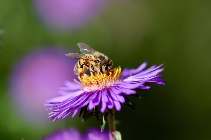 Asters