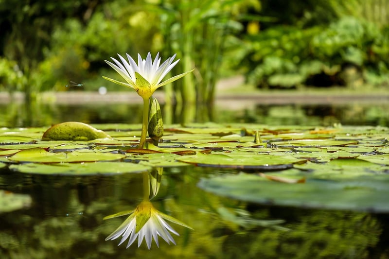 Pond