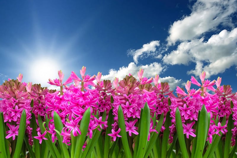 Hyacinths