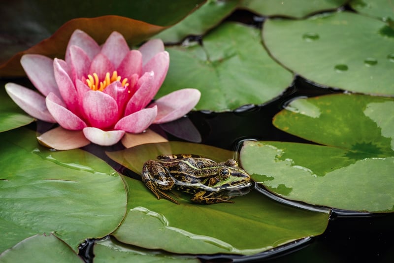 Lilies